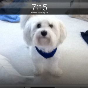 Meet your Posher, Dawn